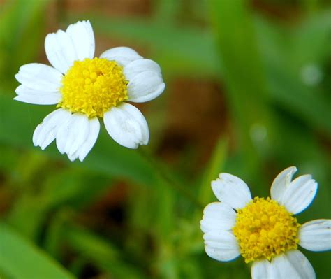 "What's Blooming Now" : Mayweed, Stinking Chamomile, Dog Fennel ...