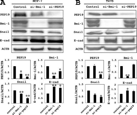 Pcp4pep19 Promotes Migration Invasion And Adhesion In Human Breast