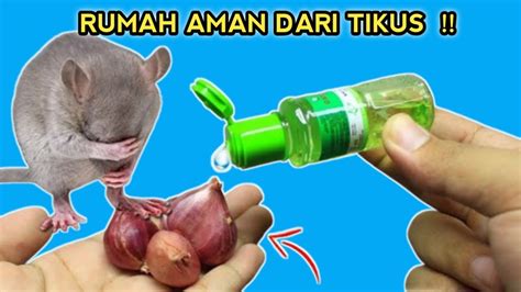 Kenapa Gak Dari Dulu Buat Ini Rumah Aman Dari Tikus Tikus Youtube