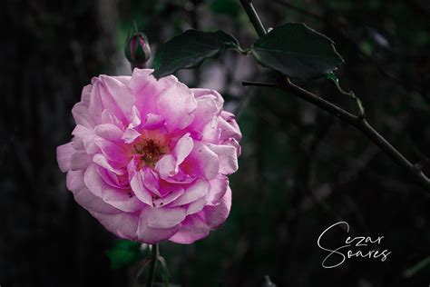 Foi O Tempo Que Dedicaste Tua Rosa Que A Fez Ser T O Importante