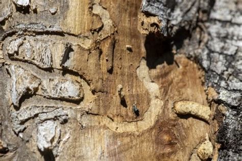 Emerald Ash Borer Infestation On Schroon River Adirondack Explorer