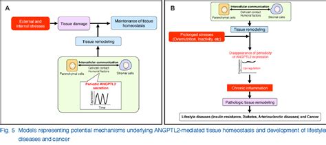 Figure 5 From The Role Of ANGPTL2 Induced Chronic Inflammation In