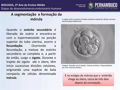 Etapas Do Desenvolvimento Embrionário Humano Ppt