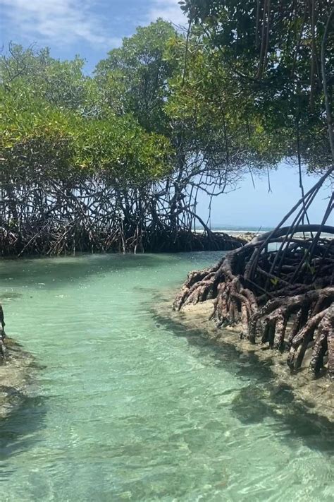 The Water Is Crystal Green And Clear With Lots Of Trees Growing Out Of