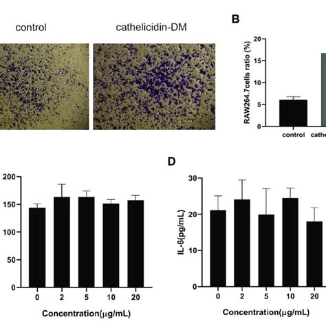 Effect Of Cathelicidin DM On The Migration Of Mouse RAW264 7 Cells And