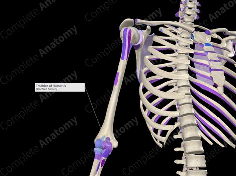 Trochlea of Humerus | Complete Anatomy