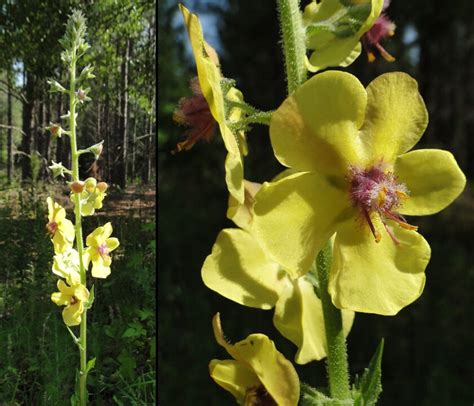 Verbascum Blattaria