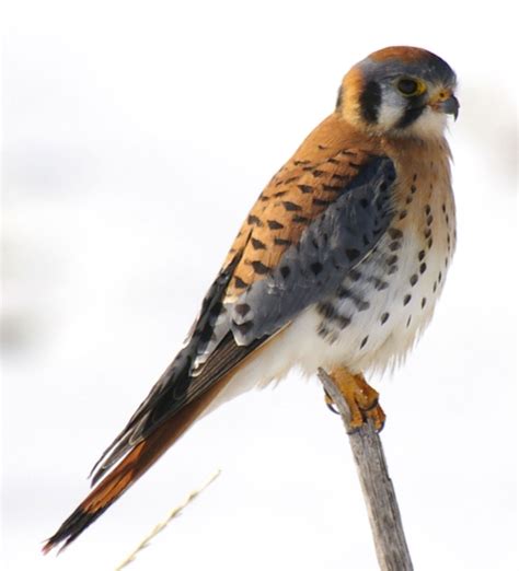 American Kestrel