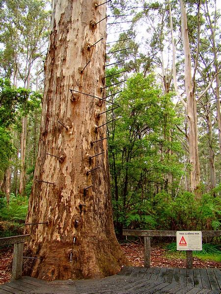 Gloucester Tree Is A Giant Karri Tree In Western Australia At 72