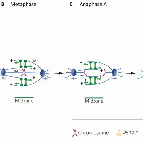 Major roles of kinesin-5 motors in mitotic spindle dynamics (adapted ...