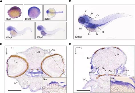 The Expression Patterns Of Zebrafish Mtu1 In The Sensory Organs A