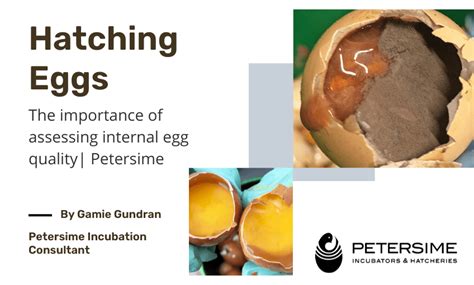 Hatching Eggs The Importance Of Assessing Internal Egg Quality