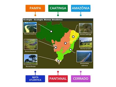 Biomas Brasileiros Imagem Labelled Diagram