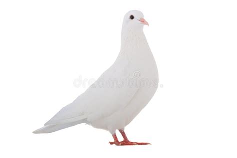 White Dove Stock Image Image Of Pigeon Animal Background 48736283