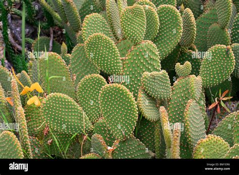 Opuntia Microdasys Var Rufida Cactus Stock Photo Alamy