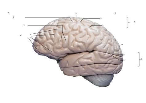 External Cerebral Hemisphere 3 Diagram Quizlet