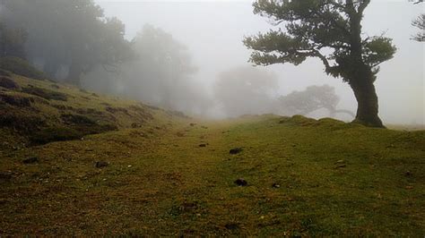 Royalty Free Photo Green Grass Forest Trees Under Dark Clouds During