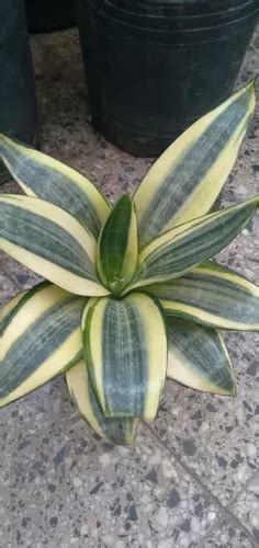 Planta Sansevieria Nana Variegada En Venta En Capital Federal Capital