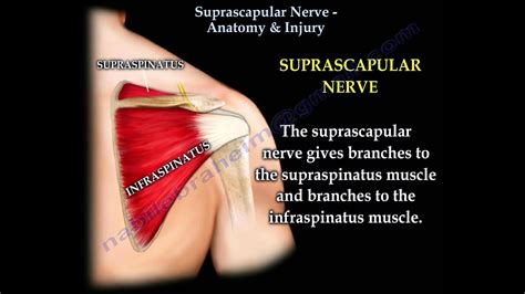 Suprascapular Nerve Anatomy Injury Everything You Need To Know Dr