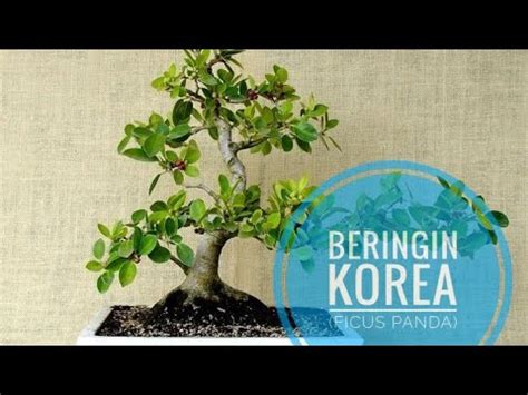 Cara Stek Budidaya Bahan Bonsai Beringin Korea Ficus Panda YouTube