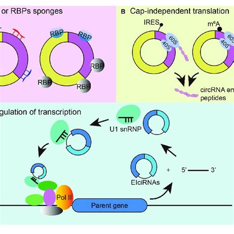 Mechanisms Of CircRNA Functions A CircRNAs Can Function As