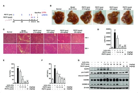 PEITC Ameliorated The Acute Chemical Liver Injury Model And