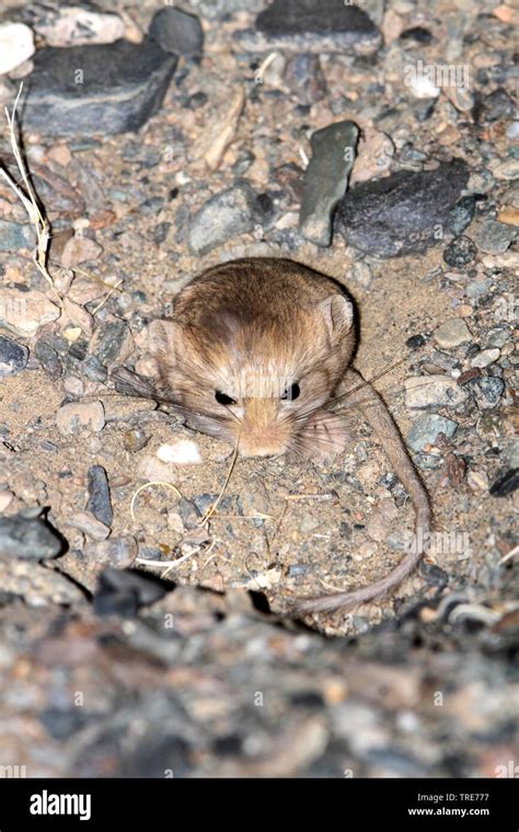 Five Toed Pygmy Jerboa