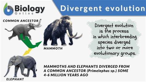 Divergent evolution - Definition and Examples - Biology Online Dictionary