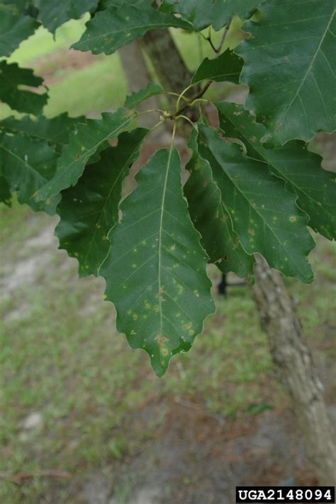 Dwarf Chinkapin Oak Quercus Prinoides Fagales Fagaceae 2148094