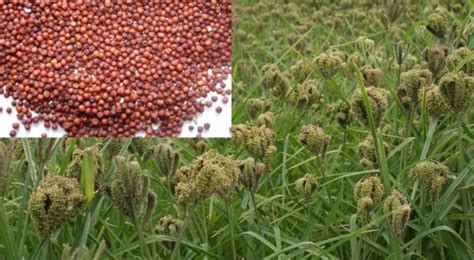 Finger Millet Cultivation (Ragi) Information | Asia Farming