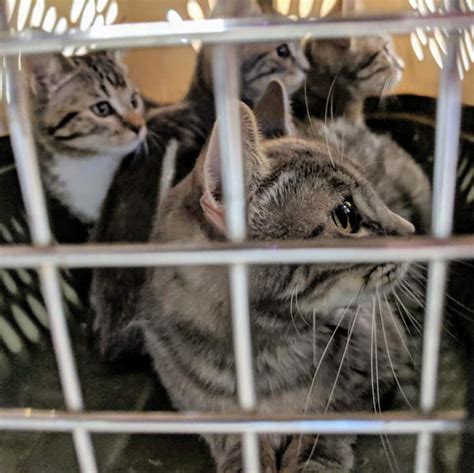 Ascmv Seeks Help Housing And Adopting Rescue Foster Cats