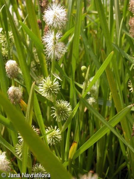 sparganium emersum zevar jednoduchy pladias    czech