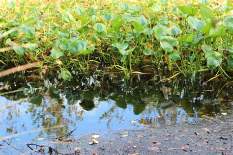 Banco De Imagens árvore Agua Natureza Pântano Zonas Húmidas