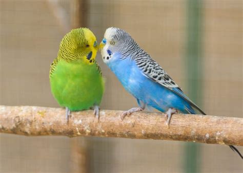 10 Best Small Pet Birds — Which Tiny Bird Suits You?