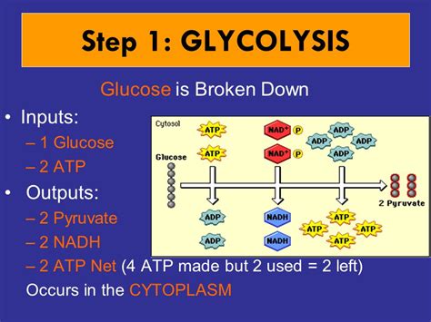 Inputs And Outputs Of Glycolysis