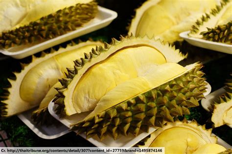 Durian Blog Thai Restaurant Phuket