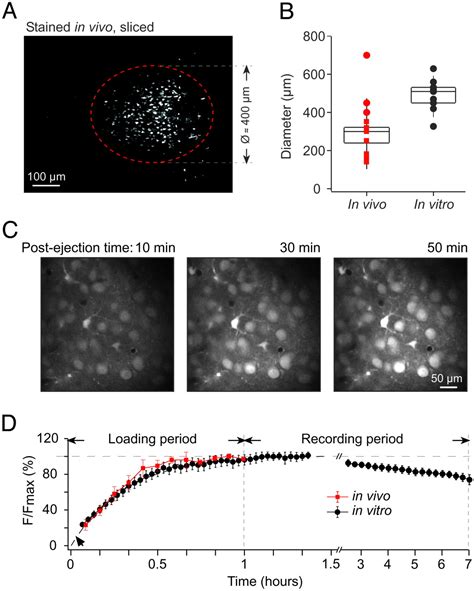 In Vivo Two Photon Calcium Imaging Of Neuronal Networks Pnas