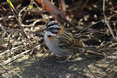 Foto Tico Tico Zonotrichia Capensis Por Daniel T Silva Wiki Aves