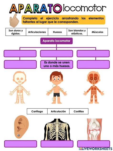 Aparato Locomotor Interactive Activity For Primaria Actividades Para