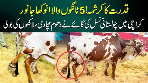 Allah O Akbar Karachi Me 5 Tangon Wala Janwar 5 Tango Wali Cow