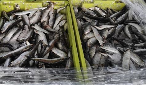 Alto Minho Apanharam Mais Sardinha Do Que Deviam Multa Pode Chegar