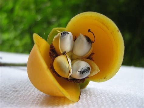 Davilla sessilifolia Fraga | Alex Popovkin, Bahia, Brazil | Flickr