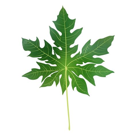 Papaya Leaves Png Vector Psd And Clipart With Transparent Background