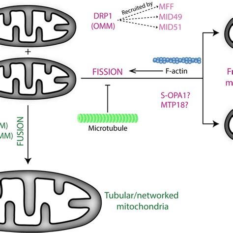 Overview of the players involved in effecting mitochondrial dynamics ... 