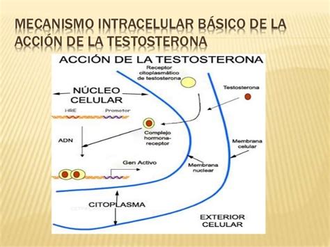 Testosterona