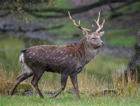 Sika Deer 777 Ranch Sika Okgo Net