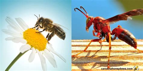 Differences Between Bees And Wasps What You Need To Know Carolina Honeybees