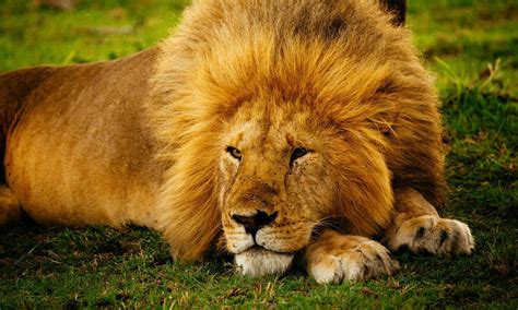 How Loud Is A Lions Roar And 4 Other Lion Facts Stories WWF