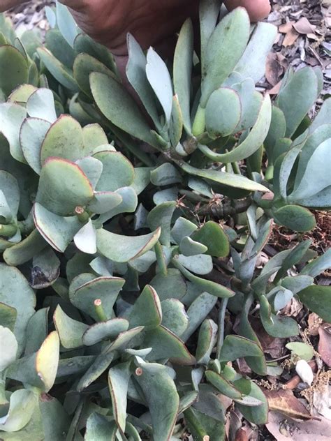 Crassula Ovata Blue Bird Jade Plant Succulent Cuttings Large 12x12x6