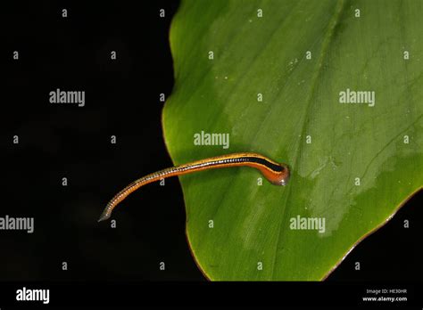 Tiger Leech Haemadipsa Picta On Leaf Stock Photo Alamy